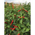 vegetable hybrid F1green bulk up chaotianjiao  hot pepper chilli seeds(21001)